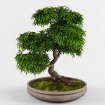 Bonsai Japanese Maple decorative tree 02