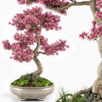 Sakura bonsai tree