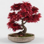Bonsai japanese maple decorative tree