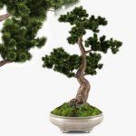 Bonsai Pinus Sylvestris Tree 02