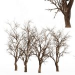 Tree silhouette Dry Tree Or Dead Tree 002