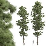 Pinus Palustris-2Tree