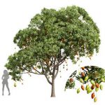 Mangifera Indica Mango02 Fruit Tree
