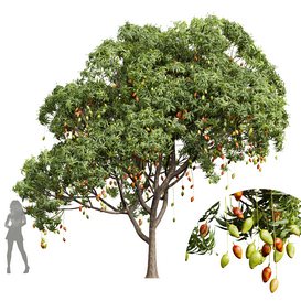 Mangifera Indica Mango02 Fruit Tree 3d model Download  Buy 3dbrute