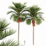Christmas Palm Manila Palm Adonidia Veitchia Merrillii