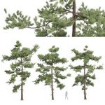 Pinus Echinata03 Trees