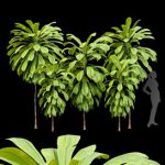 Broad Leaved Palm Lily Cordyline Petiolaris