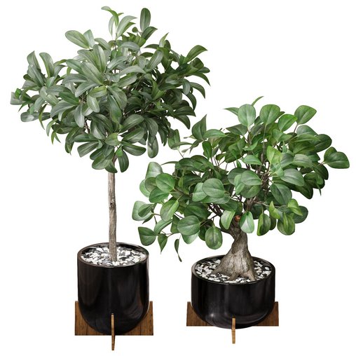 Ficus Sam Ficus Jim House Plant Flower