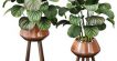Calathea Orbifolia House Plant 3d model Download  Buy 3dbrute
