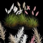 Cortaderia dioecious Selloana Grass