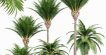 Canary Island Date Palm Phoenix Canariensis 6 Trees 3d model Download  Buy 3dbrute