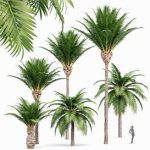 Canary Island Date Palm Phoenix Canariensis 6 Trees
