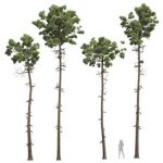 Pinus Engelmannii02 Trees