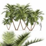 Manila Palm Adonidia Veitchia Merrillii Backyard