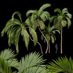Queen Palm Tree Syagrus Romanzoffiana
