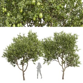 Citrus Meyer Lemon Fruit Tree