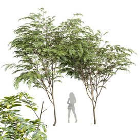 Ziziphus Jujuba Chinesische Dattel Green Fruit Tree