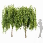 Weeping Mulberry Bagged Ornamental Chaparral