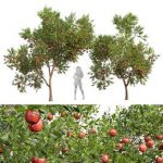 Punica Granatum Pomegranate Fruit Tree