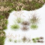 Grass-Dry-Set01