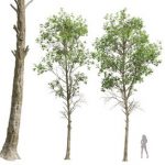 Fagus Sylvatica03 Trees