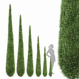 Caragh Nurseries Cupressus sempervirens pyramidalis Italian Cypress Pencil Cypress