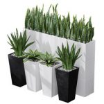 Partition Office Plants Sanseveria Snake Air Purifying