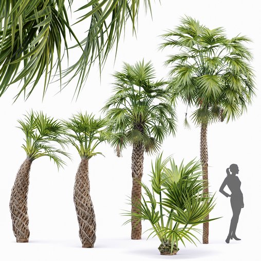 Sabal Palmetto Cabbage Palm Tree