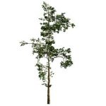 Fb283 Sapling Growth Tree-1 Mat