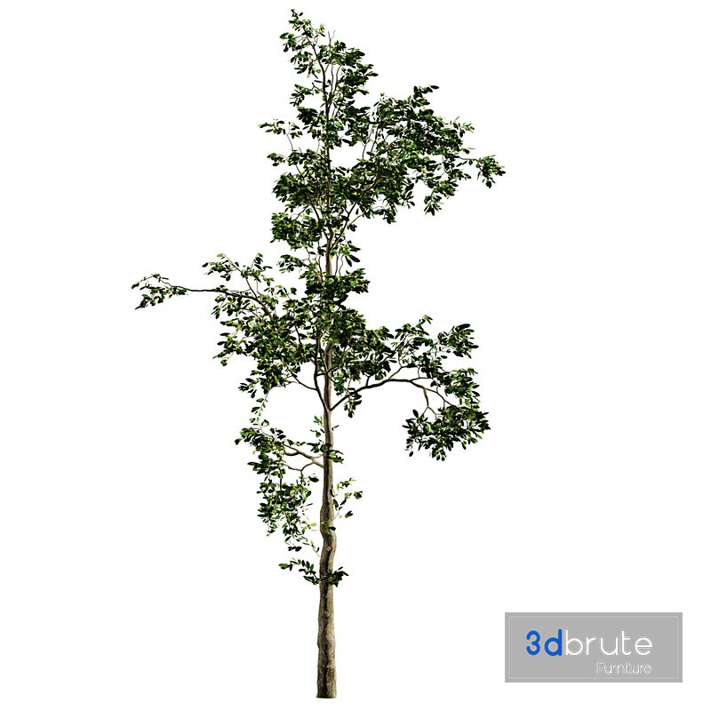 Fb283 Sapling Growth Tree-1 Mat