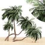 coconut palm tree on beach 4 tree