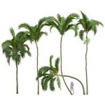 New Plant High detail Areca Catechu