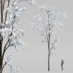 Winter Snow Tree001