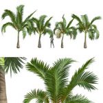 New Plant High detail Areca Catechu Small
