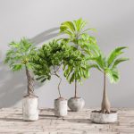 SET01 Indoor Plant Tree Leaf