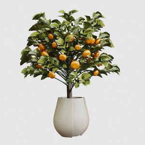 apelsin bushes