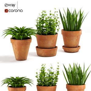 Terracotta Pots Plants