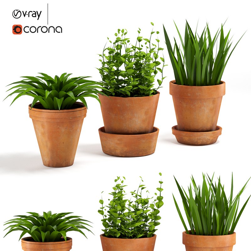 Terracotta Pots Plants