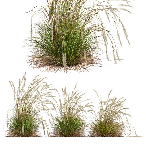 HQ Plants Calamagrostis Acutiflora Karl Foerster Version2