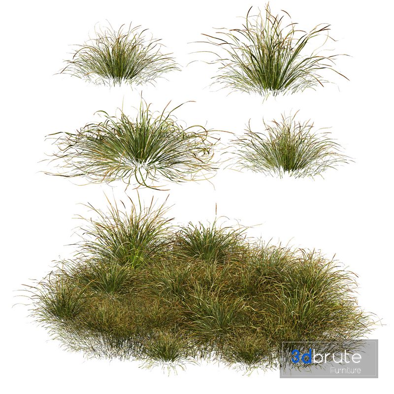 HQ Plants Stipa arundinacea Anemanthele lessoniana Little