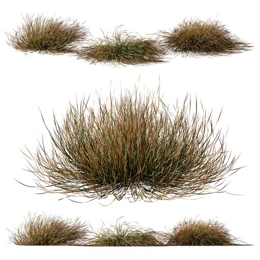 Plants Carex Testacea Orange Sedge Grass Prairie Fire Version2