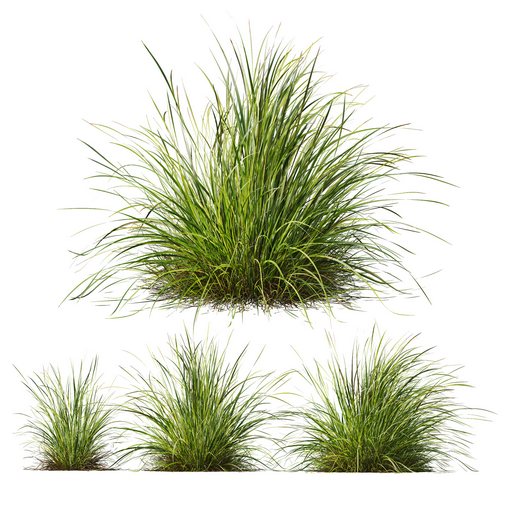 Plants Carex Elata Aurea Grass