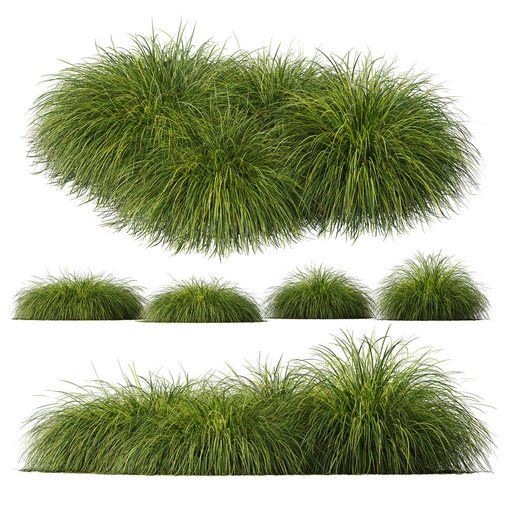 Plants Carex Elata Aurea Grass Version4