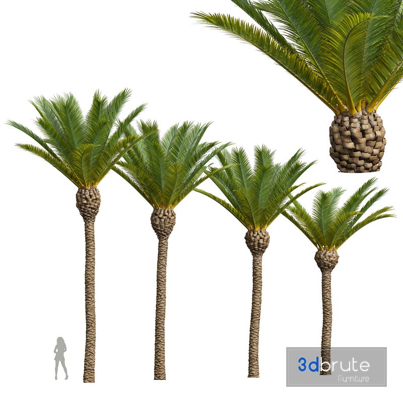 New Plant High detail Phoenix Canariensis Decorative Garden