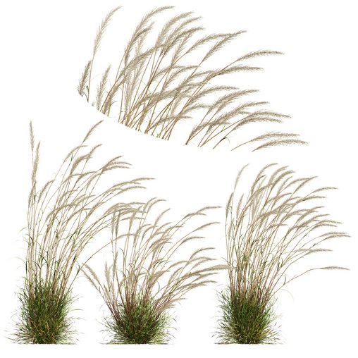 Plants Calamagrostis Acutiflora Karl Foerster V3 Windy