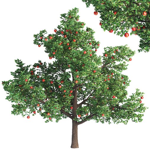 Apple Tree With Red Apple Fruit