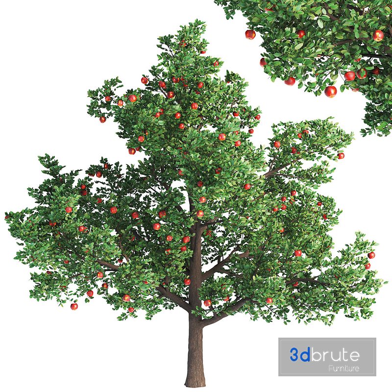 Apple Tree With Red Apple Fruit