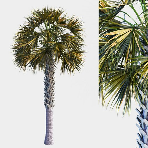 Palm Tree Set 03