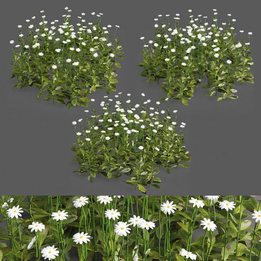 3 Daisy White Flower Bush Plants Set 01