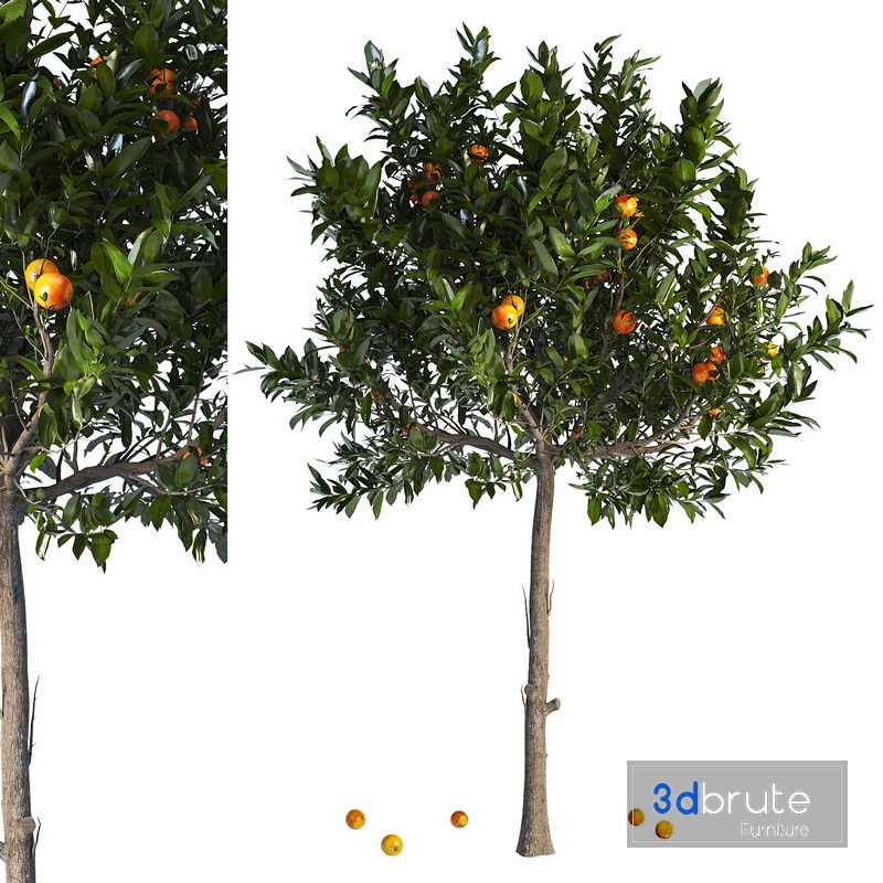 Orange Tree With Fruit 01